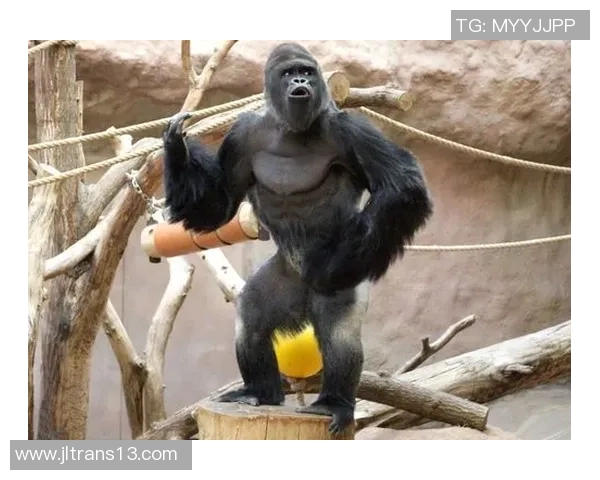 足球巨星化身萌趣动物卡通形象创意大全集